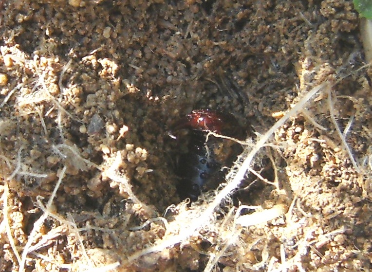 Larva: identificazione difficile